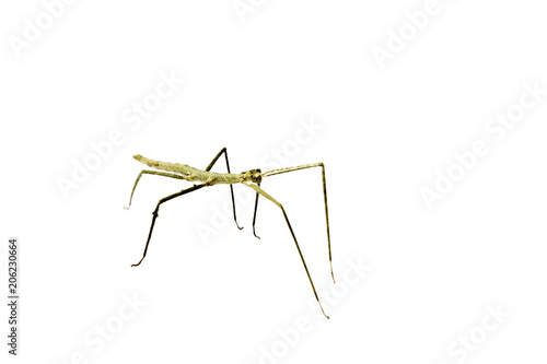 Annam Stick Insect. Annam Walking Stick. © Marijus