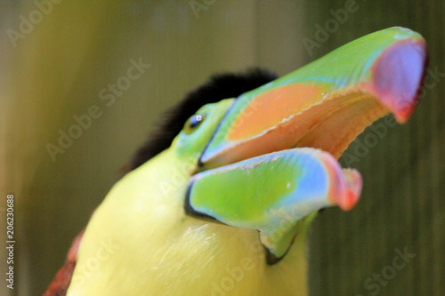 Photo Vivid beak colors on this Toucan