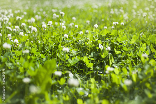 Fototapeta Naklejka Na Ścianę i Meble -  цветки белого клевера на зеленой траве