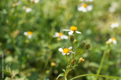 Deisy flower and blur background