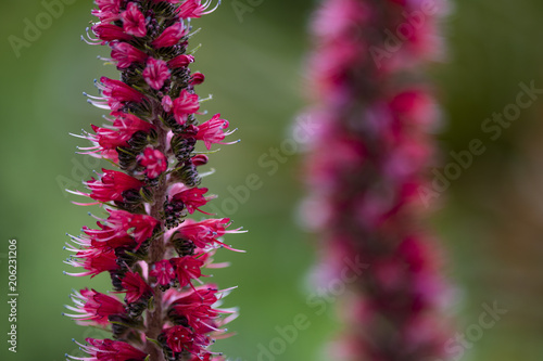 Russian bugloss flower