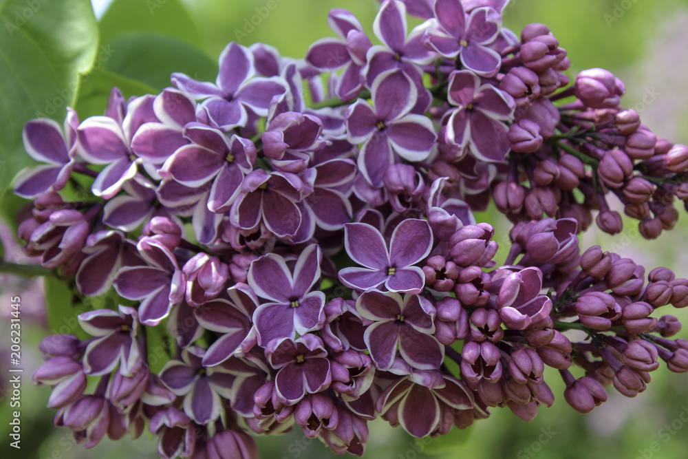 Purple lilac with with edges. The 'Sensation' lilac close up Purple lilac with with edges. The 'Sensation' lilac close up