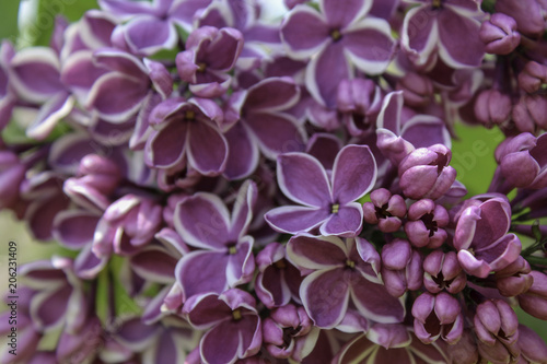 Fototapeta Naklejka Na Ścianę i Meble -  Purple lilac with white edges. 'Sensation' flower close up