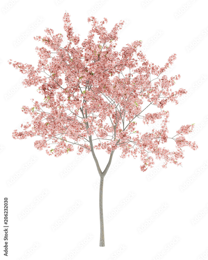 Obraz premium flowering peach tree isolated on white background