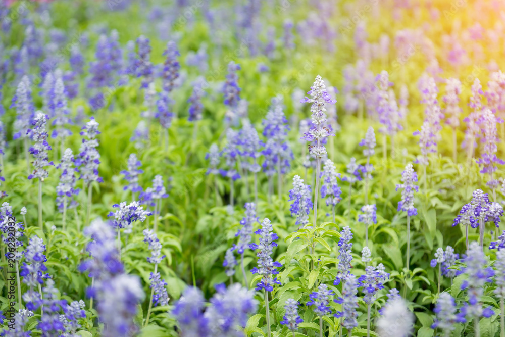 Obraz premium Beautiful purple lavender with the sunlight in the garden.