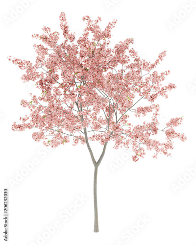flowering peach tree isolated on white background