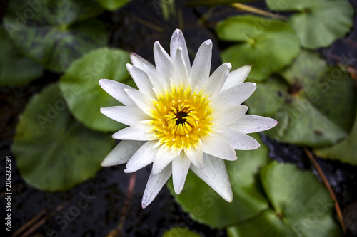 White Lotus Flower Bangkok