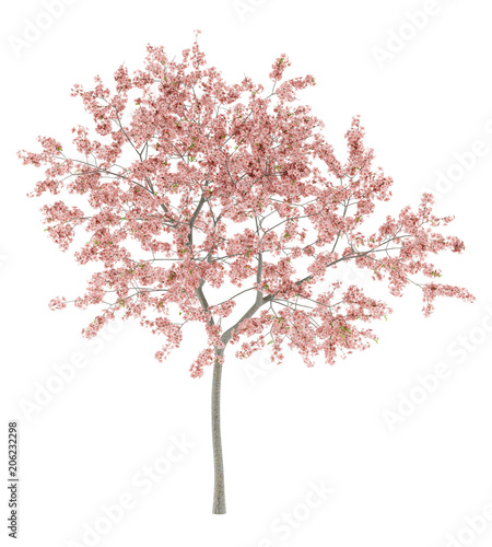 Εκτύπωση καμβά flowering peach tree isolated on white background