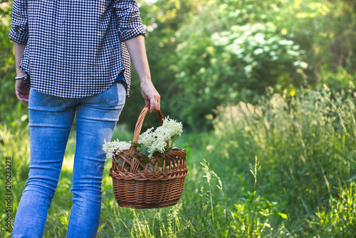 Foto Woman with wicker basket is harvesting elderberry flower