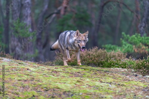 Gray  or Grey  Wolves  Canis lupus  in the Bayerischer Wald National Park in Bavaria  Germany
