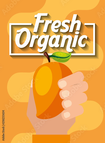 hand holding fresh organic fruit mango vector illustration
