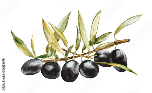 Black olives on branch with leaves. Hand drawn watercolor illustration  isolated on a white background.