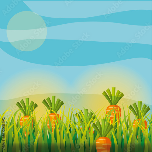 agriculture plantation vegetable carrot image vector illustration