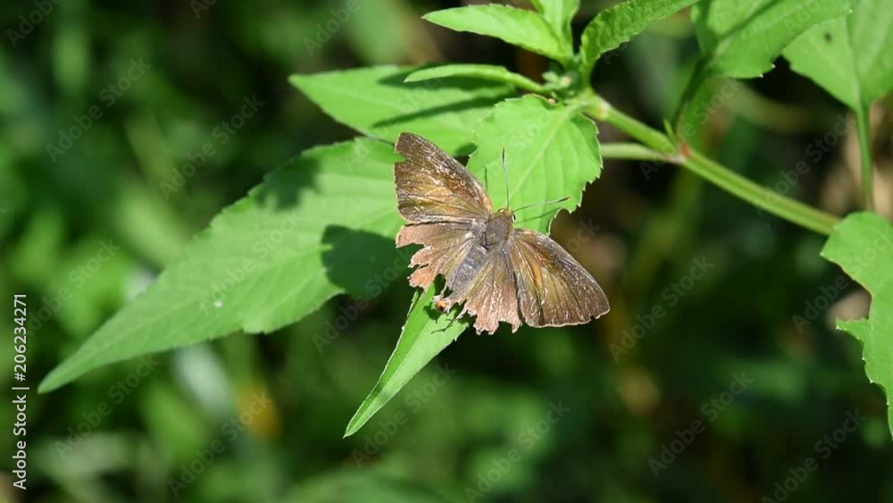 black butterfly take a rest with broken wings black butterfly take a rest with broken wings