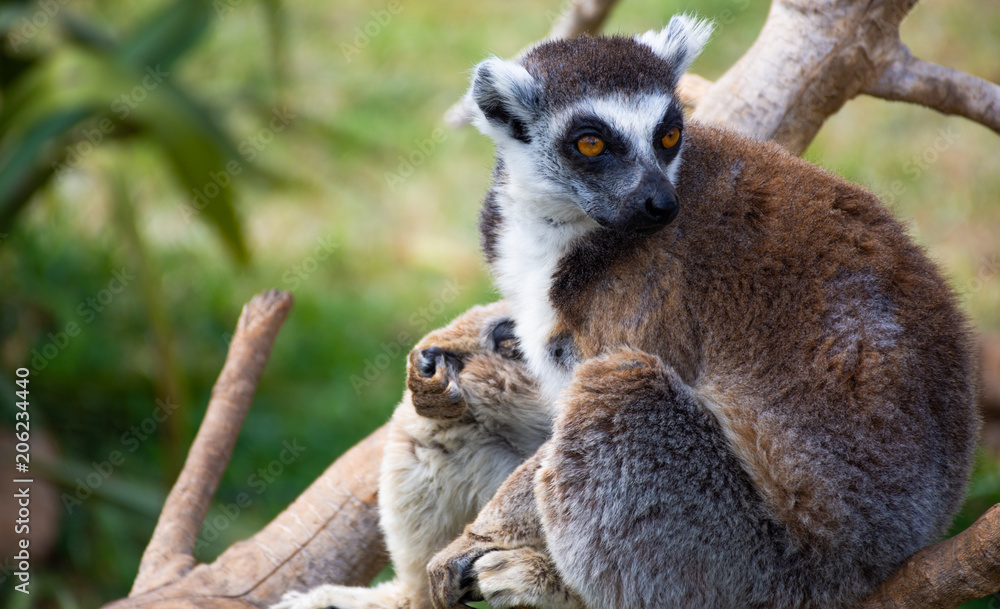 Fototapeta premium Lemur
