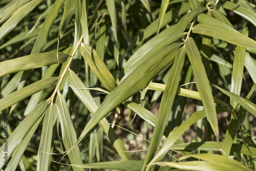 Obraz premium 神代植物公園で栽培されているクリオザサ(東京都調布市)