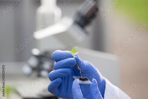 Biologist holding seedling above glass for microscope test