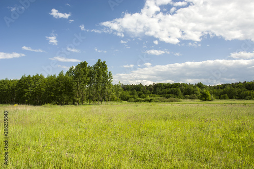 Green meadow, forest and blue sky