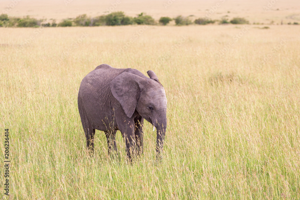 Fototapeta premium Elephant calf walking in the grass of the savannah