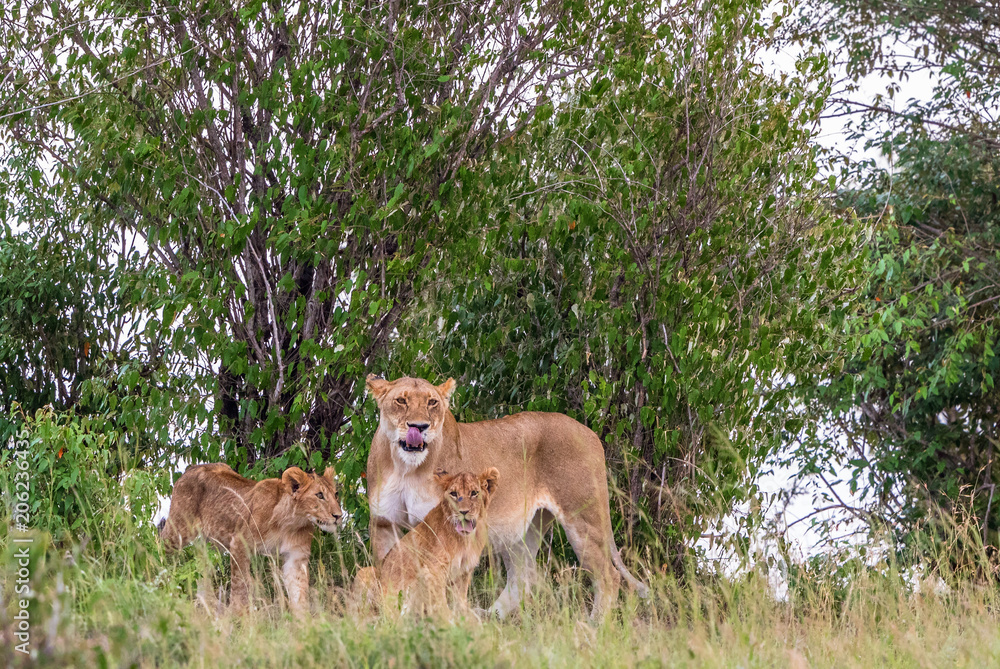 Lioness and cub licking her mouth