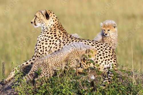 Cheetahs with playful cubs lying on the savannah