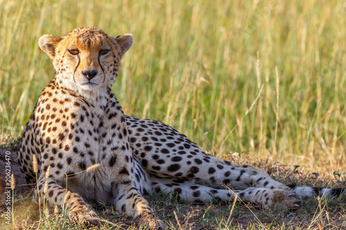 Cheetah lying down in the grass and looking at the camera