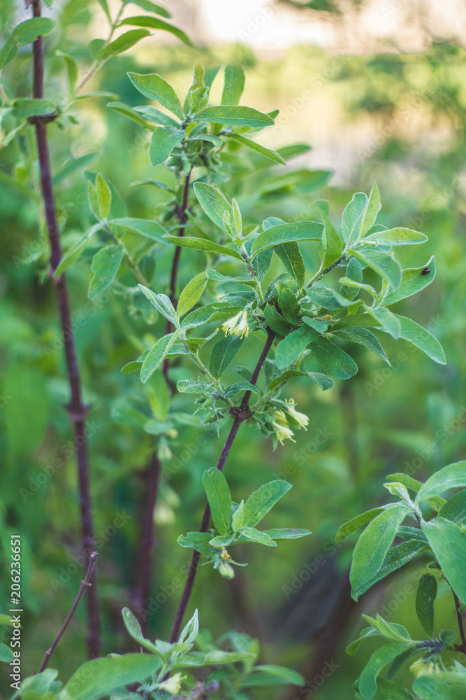 Naklejka premium flowering branch of honeysuckle close up