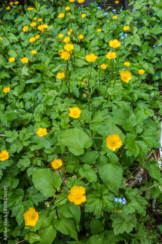 Buttercup Flowers Background