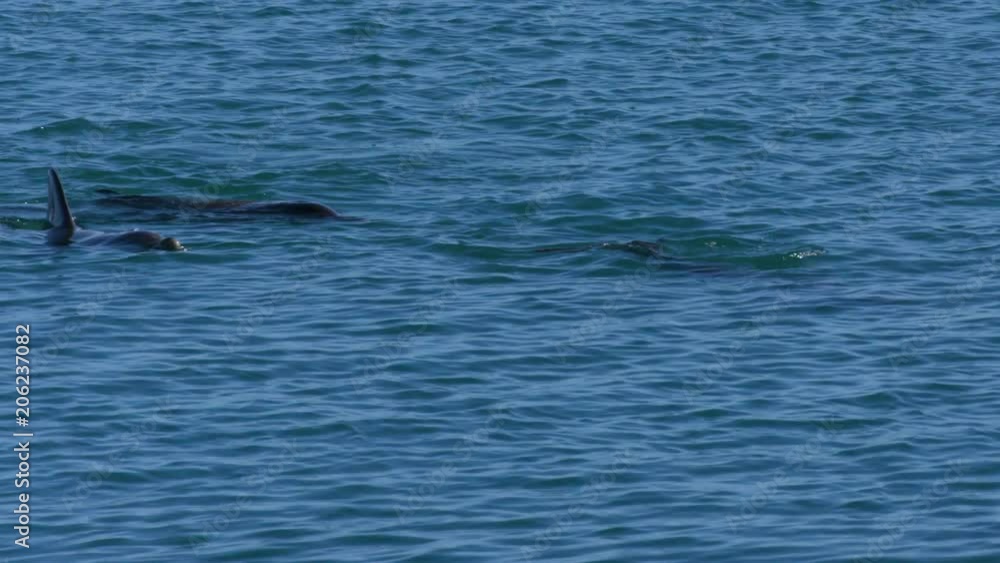 A medium shot of a dolphins swimming under the water. Camera tracks the movement of the dolphin A medium shot of a dolphins swimming under the water. Camera tracks the movement of the dolphin
