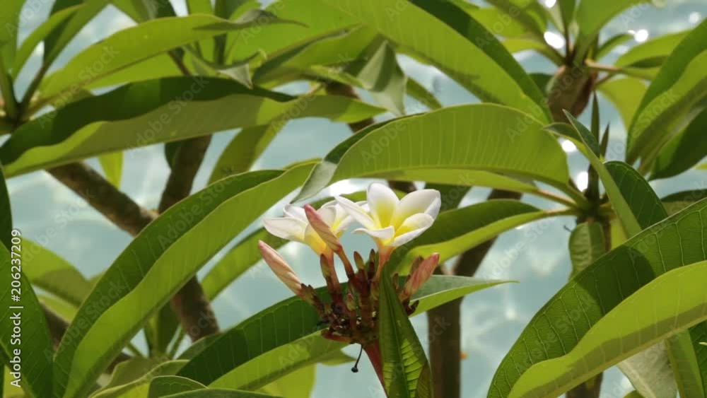Beautiful white and yellow flowers and green leaves of plumeria tree isolated at blurry blue water of swimming pool background. Beautiful white and yellow flowers and green leaves of plumeria tree isolated at blurry blue water of swimming pool background.