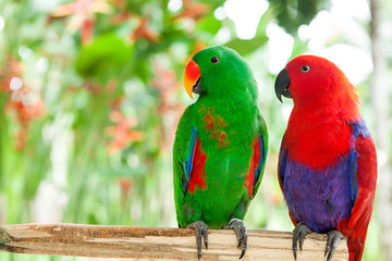 Keuken achterwand Papegaai Edelpapegaaien koppel groen en rood  © redchanka