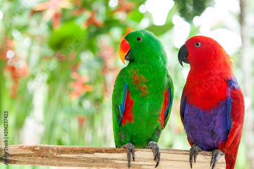a pair of green and red Solomon Island Eclectus Parrots