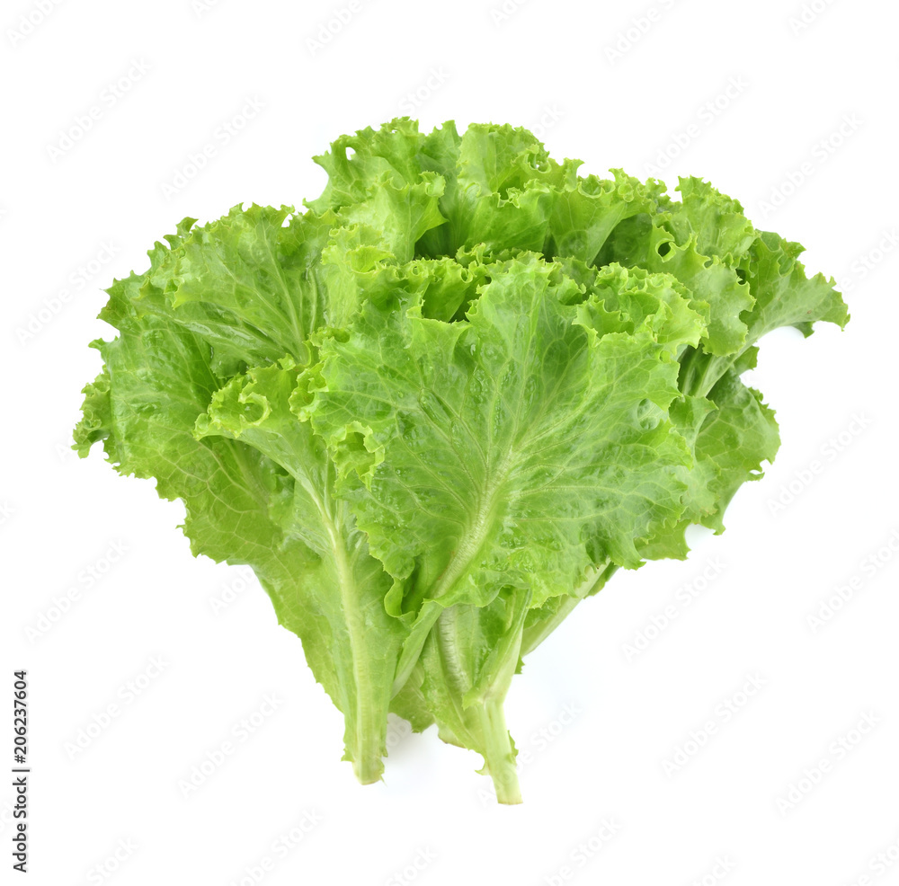 butter head lettuce,Crisp Head,Iceberg isolated on white background butter head lettuce,Crisp Head,Iceberg isolated on white background