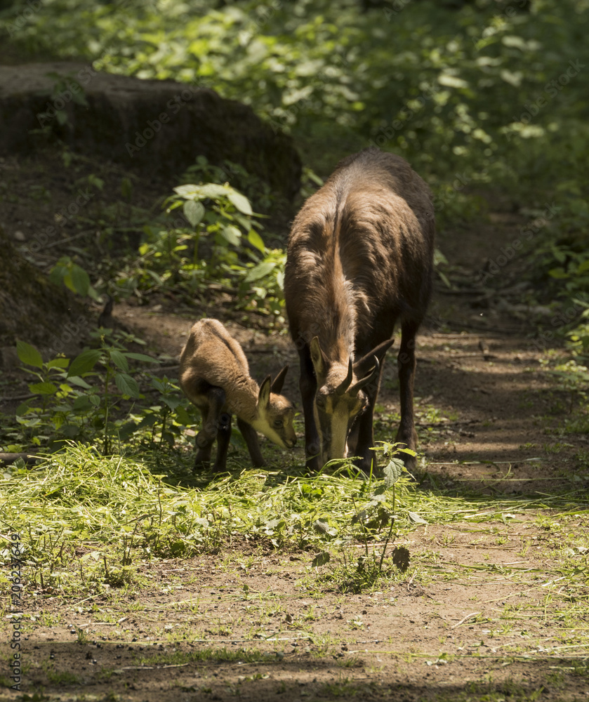 Chamois with child at the edge of the forest. Karlsruhe, Germany, Europe