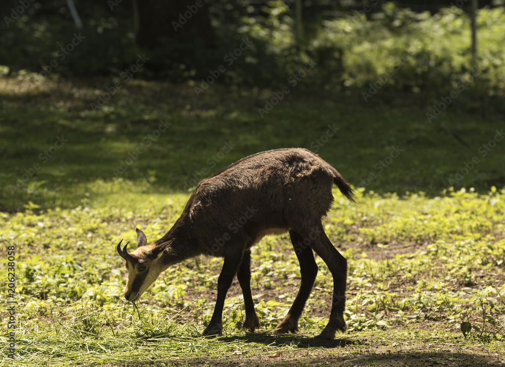 Chamois is grazing in a meadow. Karlsruhe, Germany, Europe Chamois is grazing in a meadow. Karlsruhe, Germany, Europe