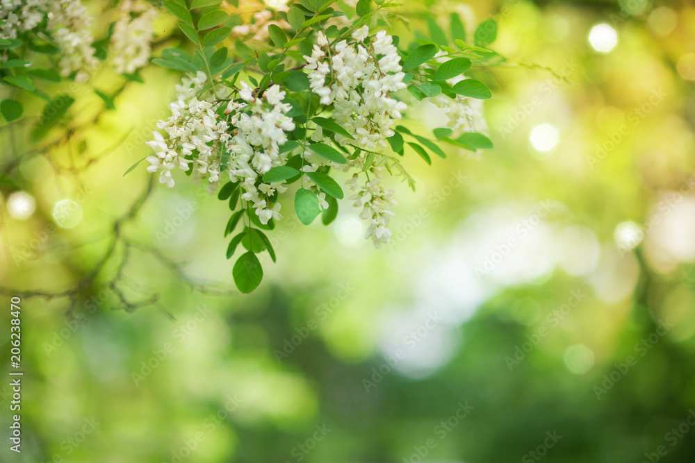 soft flower and tree background with warm summer light