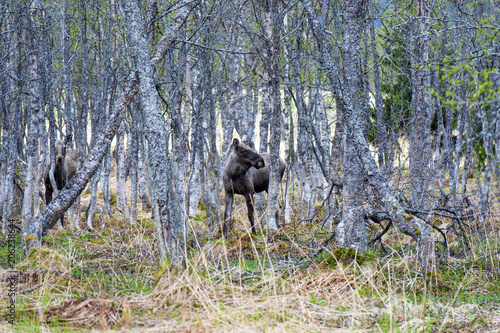  moose in the forest of Norway