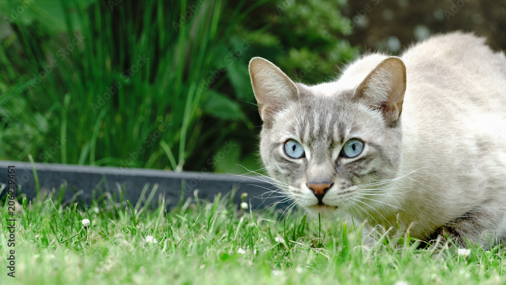 Katze im Garten. 