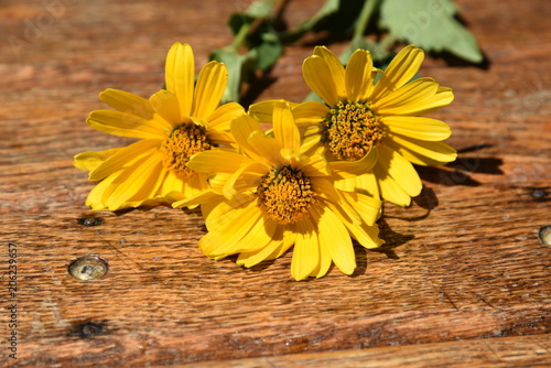 flower, yellow, nature, sunflower, garden, summer, plant, green, flowers, spring, bright, beautiful, blossom, petal, field, daisy, flora, sun, floral, bloom, color, petals, macro, beauty, meadow