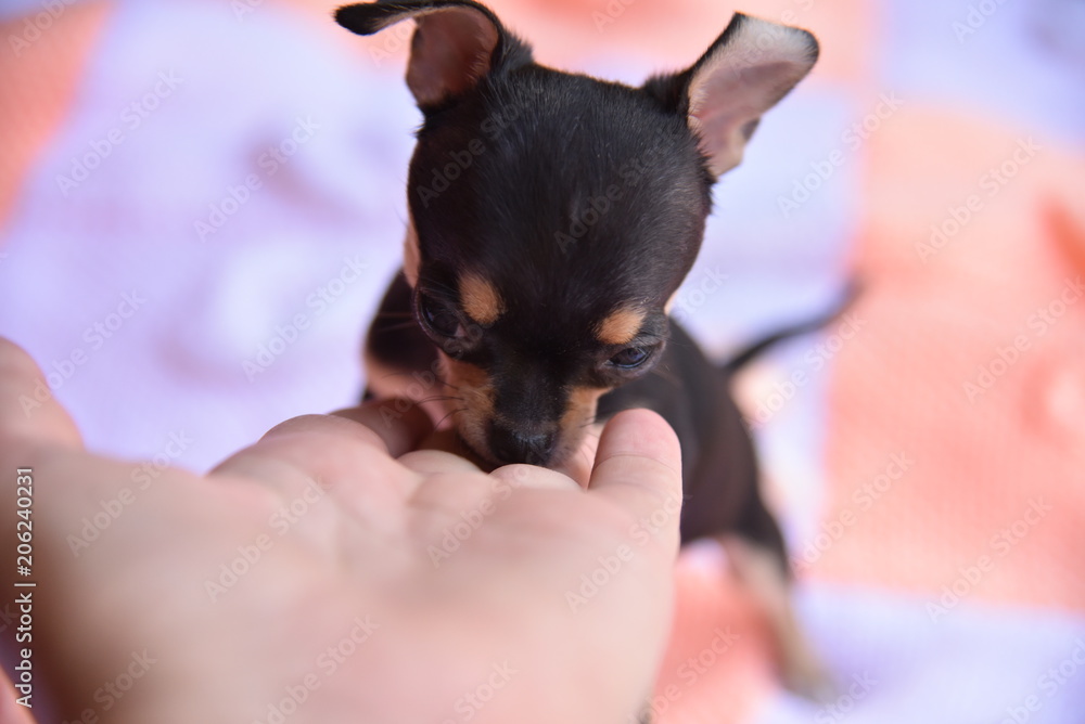 dog, animal, pet, toy, terrier, puppy, small, cute, chihuahua, black,  canine, white, pinscher, isolated, breed, brown, miniature, domestic, pets,  ears, animals, mammal, purebred, portrait, studio Stock Photo | Adobe Stock
