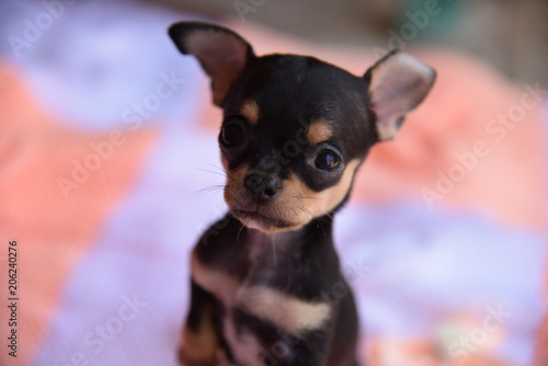 dog, chihuahua, animal, pet, puppy, cute, small, canine, terrier, black, toy, breed, isolated, white, brown, ears, portrait, mammal, pinscher, pets, purebred, domestic, animals, studio, funny