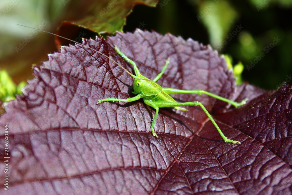 Fototapeta premium Heuschrecke auf einem Blatt