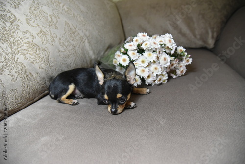 dog, animal, pet, puppy, canine, cute, black, breed, white, brown, terrier, small, mammal, portrait, domestic, isolated, chihuahua, adorable, young, doggy, dachshund, pedigree, pup, toy, purebred