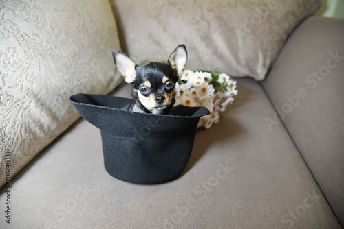 dog, chihuahua, pet, animal, cute, puppy, small, white, breed, black, isolated, canine, little, sitting, cat, pets, young, funny, portrait, mammal, brown, purebred, domestic, studio, adorable