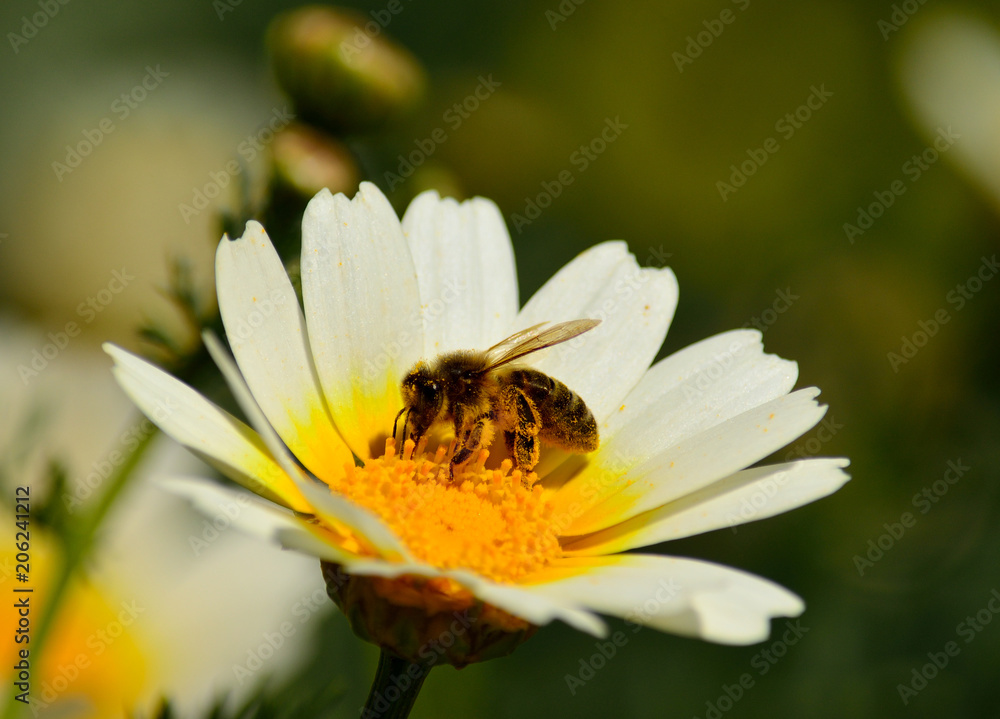 Bee collecting pollen inside wild daisy in foreground Bee collecting pollen inside wild daisy in foreground