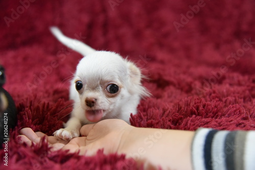 dog, chihuahua, animal, pet, puppy, white, cute, christmas, canine, isolated, small, portrait, breed, sitting, mammal, purebred, animals, adorable, studio, red, domestic, funny, young, white backgroun