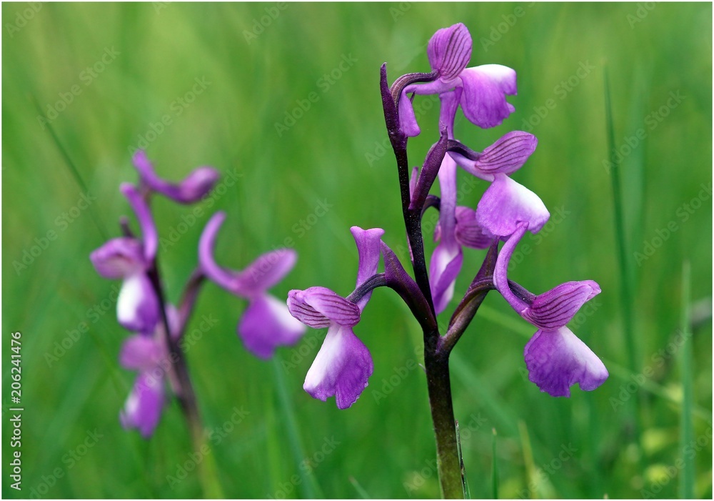 Anacamptis morio ssp. champagneuxii Anacamptis morio ssp. champagneuxii