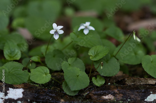 White Violet Close-up