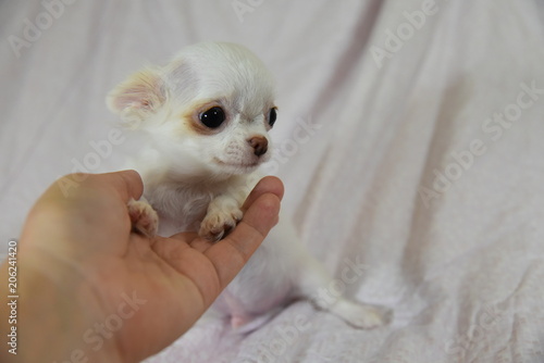animal, cat, white, pet, cute, kitten, dog, chihuahua, small, domestic, mammal, mouse, fur, portrait, rat, puppy, pets, young, isolated, baby, fluffy, rodent, sitting, eyes, kitty