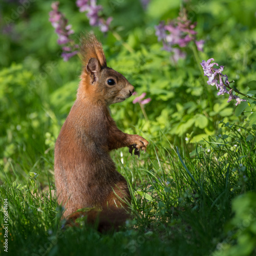 Eichhörnchen im Frühling © jazzlight